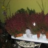 cvecara-ikebana-becej